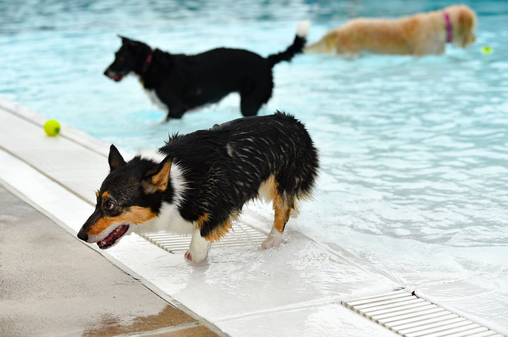082919-bet-doggysplash-084a.JPG